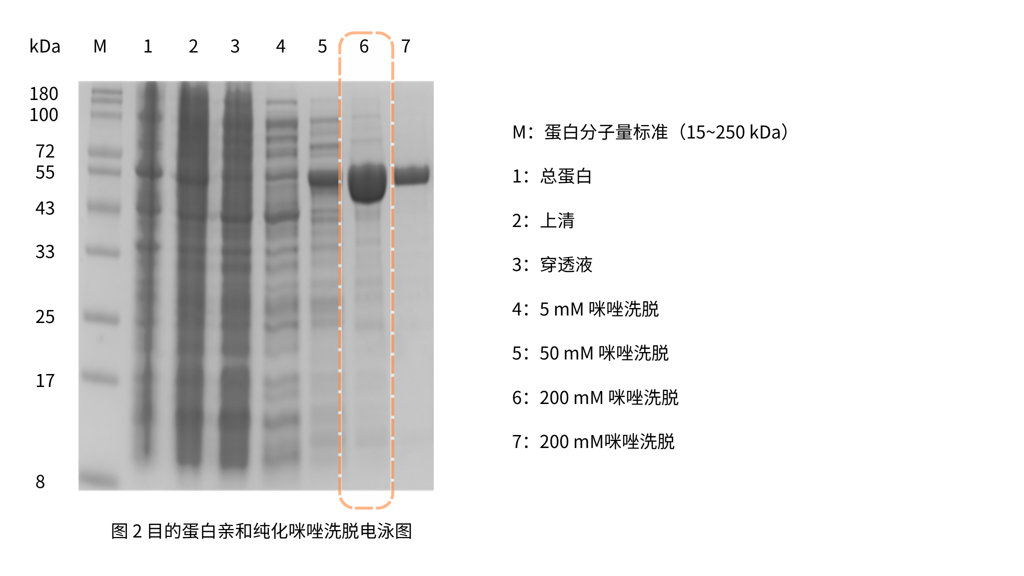 Figure B. T4 DNA 连接酶亲和纯化与咪唑洗脱分析
